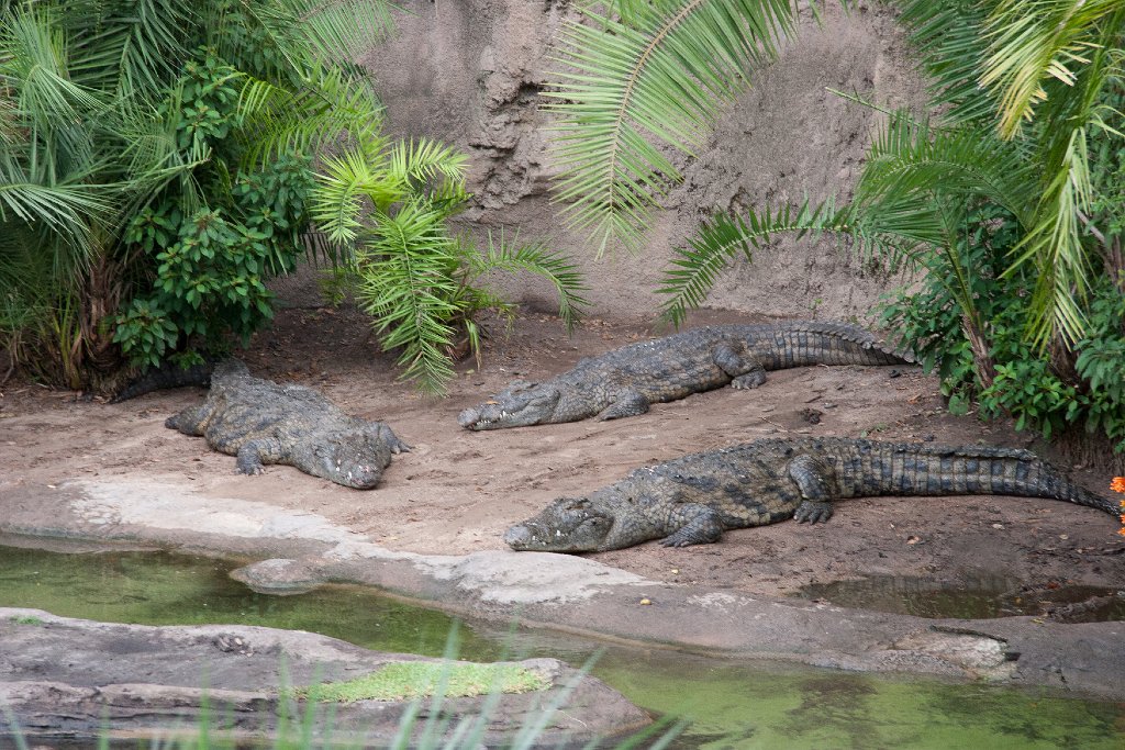 IMG_6695.jpg - A bask of african crocodiles, huge, lethargic, dangerous.